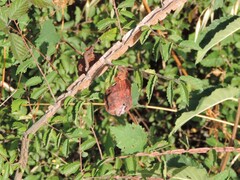 Eriosoma lanuginosum