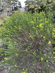 Euryops virgineus