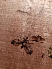 Mirandisca harpalyce