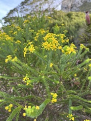 Euryops virgineus
