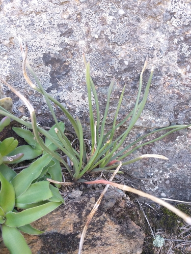 Haworthia blackburniae