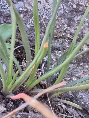Haworthia blackburniae