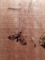 Mirandisca harpalyce