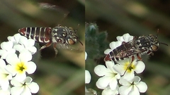 Coelioxys haemorrhoa