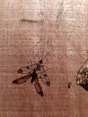 Mirandisca harpalyce