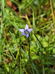 Gentianella azurea
