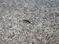 Pterygota