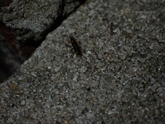 Pterygota
