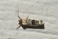Ponometia libedis