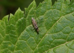Dicyphus errans