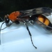 Fiery Spider Wasp - Photo (c) Jonathan (JC) Carpenter, some rights reserved (CC BY-NC), uploaded by Jonathan (JC) Carpenter