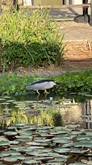 Nycticorax nycticorax