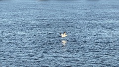 Pelecanus erythrorhynchos