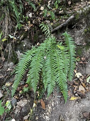 Polystichum aculeatum