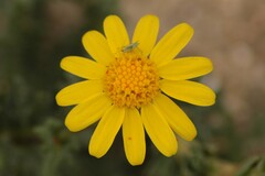 Senecio gallicus