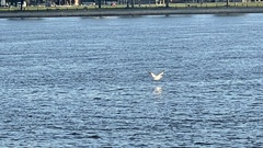 Pelecanus erythrorhynchos