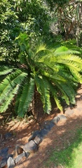 Encephalartos natalensis