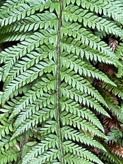 Polystichum aculeatum