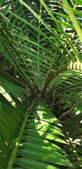 Encephalartos natalensis