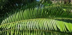 Encephalartos natalensis