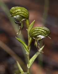 Pterostylis sargentii