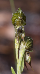 Pterostylis sargentii