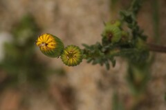 Senecio gallicus
