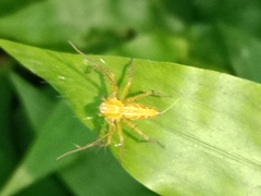 Oxyopes