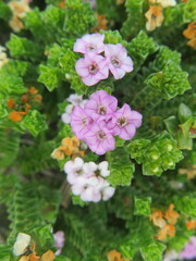 Euchaetis meridionalis