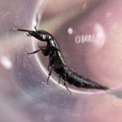 Philonthus splendens