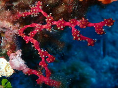 Alcyonium coralloides