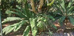 Encephalartos natalensis