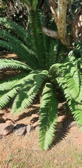 Encephalartos natalensis