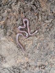 Indotyphlops braminus