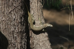 Varanus timorensis