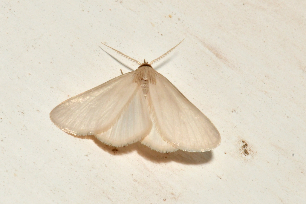 Immaculate Idia Moth