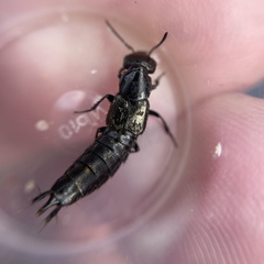 Philonthus splendens