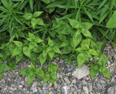 Persicaria posumbu