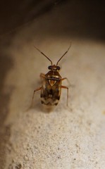 Deraeocoris pallens