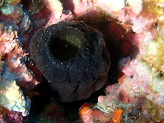 Phallusia fumigata