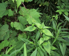 Persicaria posumbu