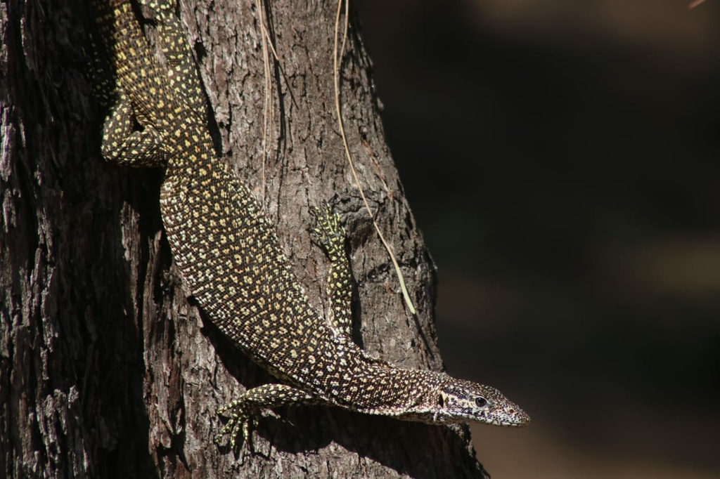 Spotted Tree Monitor