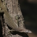 Spotted Tree Monitor - Photo (c) Arief Mahmud, some rights reserved (CC BY-NC), uploaded by Arief Mahmud