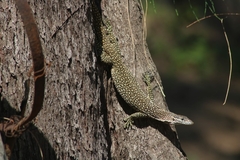 Varanus timorensis