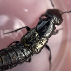 Philonthus splendens