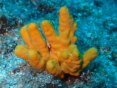 Axinella verrucosa