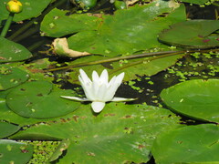 Nymphaea alba