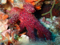 Alcyonium acaule