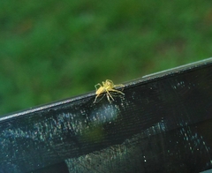Lyssomaninae