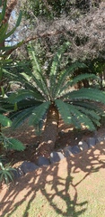 Encephalartos natalensis